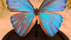 Vlinder Morpho Aurora