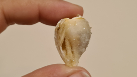 Fossiele Quartz Schelp Medium No. 4