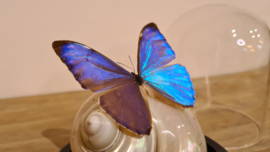 Set Fantasy "Sea Shell & Aurora"