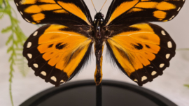 Vlinder Papilio Zagreus