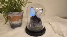 Set Fantasy "Galaxy Amethist & Sulkowskyi"