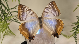 Set Fantasy "Angel Aura Rozenkwarts & Sulkowkyi Female"