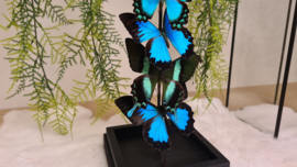 Set vlinders "Papilio Display"