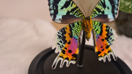 Vlinder Urania Ripheus "achterkant"