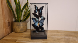 Set vlinders "Black & Blue Display"