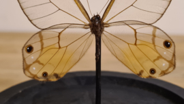 Vlinder Haetera Piera