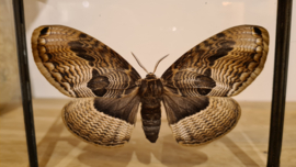 Vlinder/ mot Brahmaea Tancrei