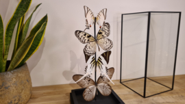 Set vlinders "Natural Display"