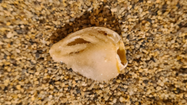 Fossiele Quartz Schelp Medium No. 4