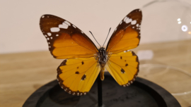 Vlinder Danaus Chrysippus- Kleine Monarchvlinder