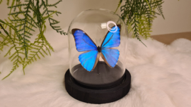 Vlinder Morpho Aurora