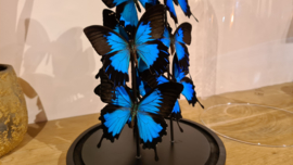 Set vlinders "Giant Papilio blue"