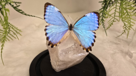 Set Fantasy "Angel Aura Rozenkwarts & Portis"