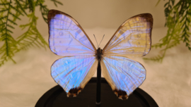 Vlinder Morpho Sulkowskyi