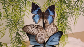 Set Vlinders "Blue Natural Display"