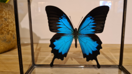 Vlinder Papilio Ulysses