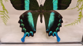 Vlinder Papilio Blumei