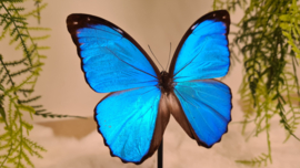 Vlinder Morpho Menelaus