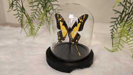 Vlinder Eurytides Thyastus