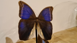 Set vlinders "Automedon"
