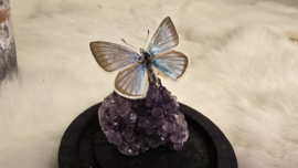 Set Fantasy "Amethist & Dorylas"