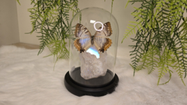 Set Fantasy "Angel Aura Rozenkwarts & Sulkowkyi Female"