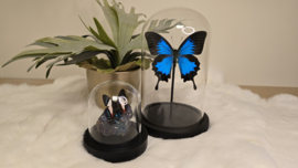 Vlinder Papilio Ulysses