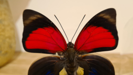 Vlinder Agrias Claudina