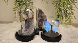 Vlinder Morpho Sulkowskyi