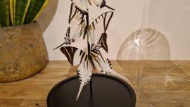 Set vlinders "Natural Swallowtails"