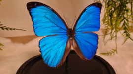 Vlinder Morpho Menelaus