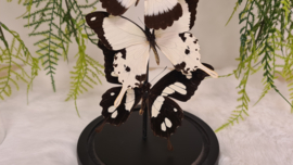 Set vlinders "Natural Papilio's"