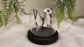 Vlinder Eurytides Protesilaus
