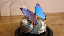 Set Fantasy "Sea shell & Portis"