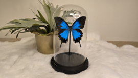 Vlinder Papilio Ulysses