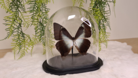 Vlinder Morpho Cisseis