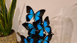 Set vlinders "Giant Papilio blue"