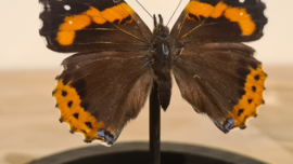 Vlinder Vanessa Atalanta