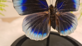 Vlinder Agrias Beautifica