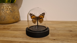 Vlinder Vanessa Cardui