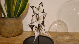 Set vlinders "Natural Swallowtails"