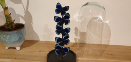 Set vlinders "Asterope blue"