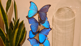 Set vlinders "Didius XL"