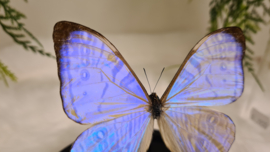 Vlinder Morpho Sulkowskyi