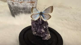 Set Fantasy "Amethist & Dorylas"