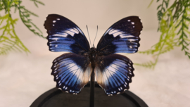Vlinder Hypolimnas Salmacis