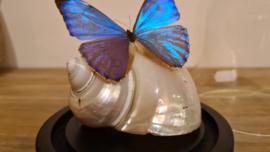 Set Fantasy "Sea Shell & Aurora"