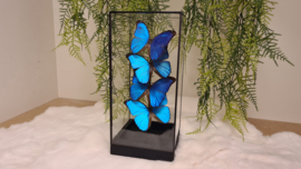 Set vlinders "Menelaus Display"