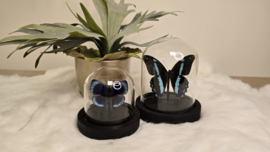 Vlinder Papilio Nireus