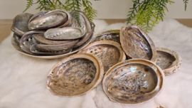 Abalone schelp L- Soft Pearl (120-130mm)